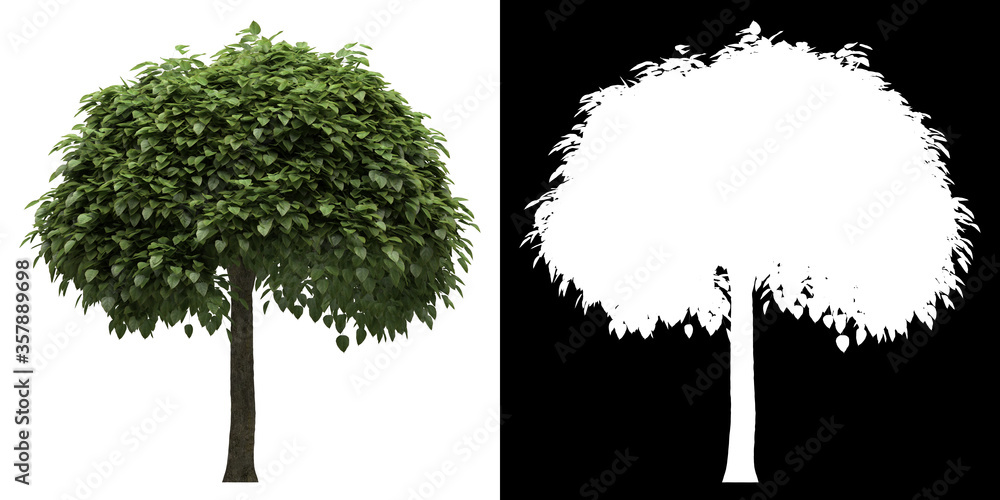 Wall mural left view of tree (catalpa bignonioides) png with alpha channel to cutout made with 3d render