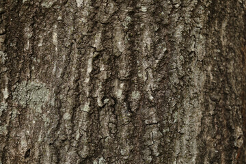 tree bark texter from a tree trunk