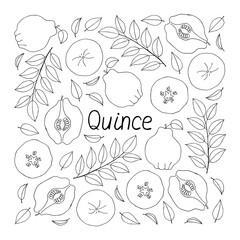 Quince lettering. Hand drawn poster.  Stock vector illustration.