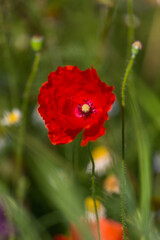 red poppies in a cereal field with green and yellow backgrounds