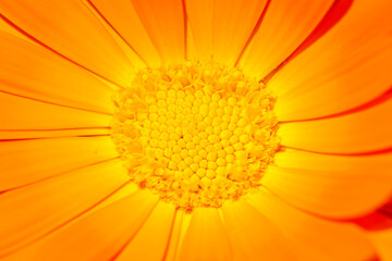 Closeup of an orange and yellow flower.