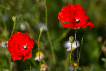 Obraz premium red poppies in a cereal field with green and yellow backgrounds