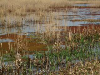 reeds in the lagoon