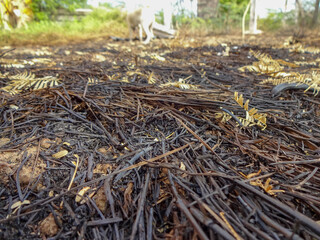 A field with burnt grass as a background