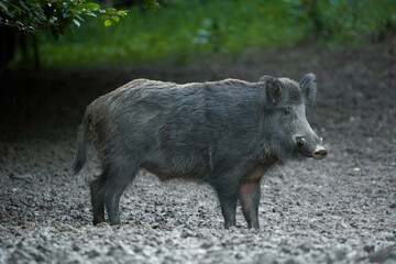 Large dominant boar in the forest