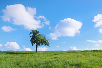 Fototapeta na wymiar Einsamer Baum mit dem blauen Himmel und weißen Wolken an einem sonnigen Tag