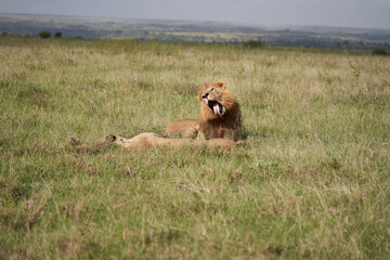 Lion and Lioness Kenya Safari Savanna Mating