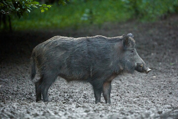 Large dominant boar in the forest