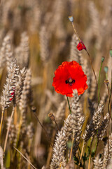 Fototapeta premium red poppies in a cereal field with green and yellow backgrounds