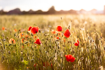 Poppy flowers in the field, Warsaw, Poland