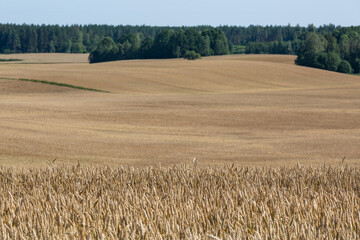 Fototapeta premium ripened cereal fields in summer