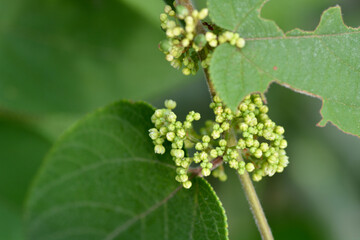 macro green leaf in garden 