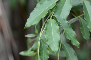 green leaf in garden 