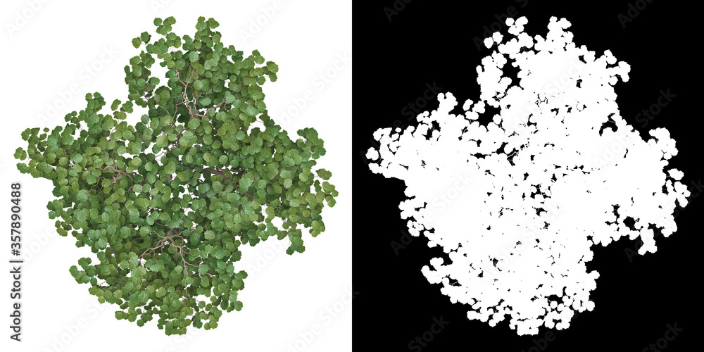 Canvas Prints top view of tree (corylus avellana) png with alpha channel to cutout made with 3d render