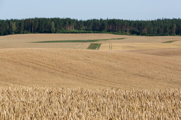 Fototapeta premium ripened cereal fields in summer