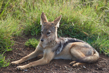 Golden Jackal Canis Aureus Safari Wild Portrait