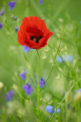 Poppy flowers closeup
