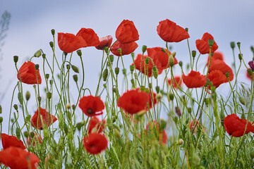 Poppy flowers closeup