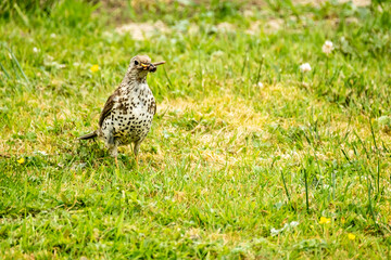 Kestrel catching worms on a lawn in County Donegal - Ireland.