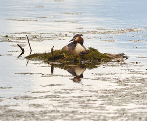 Great Crested Grebe nesting