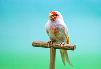 White and orange canary (Serinus canaria).