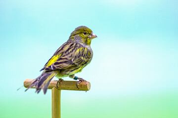 Canary (Serinus canaria).