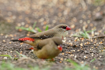 The red avadavat, red munia และ strawberry finch (Amandava amandava) Teenage birds that are about to shed molt new feathers from yellow to red.