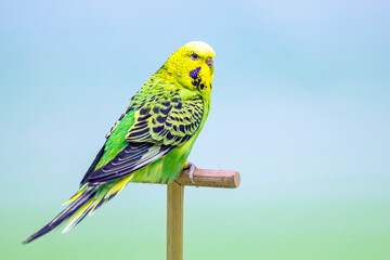 Budgerigar (Melopsittacus undulatus).