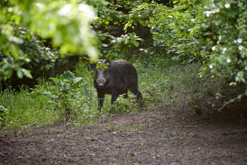 Adult wild boar