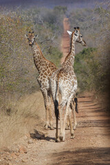 Obraz premium giraffe walking in the savannah