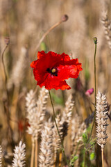 red poppies in a cereal field with green and yellow backgrounds
