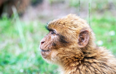 Lateral close view of barbary macaque (Macaca sylvanus).
