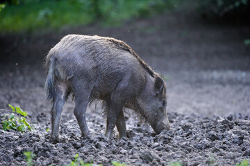 Large dominant boar in the forest