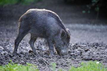 Large dominant boar in the forest