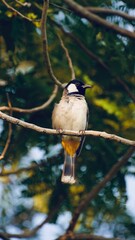 great tit parus major