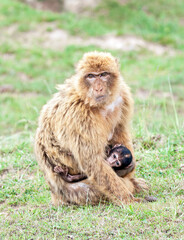 Barbary macaque with a puppy (Macaca sylvanus).
