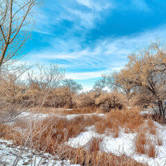 Square frame Brown grasses and trees with leafless branches on snow covered land in winter