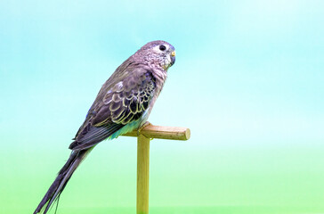 Bourke's parrot (Neophema bourkii).