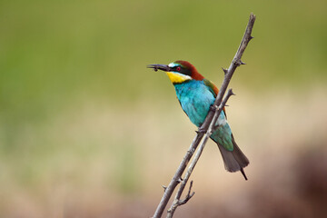 Bee eater (Merops apiaster)