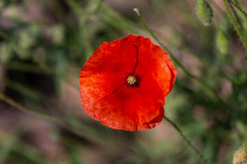 red poppies in a cereal field with green and yellow backgrounds