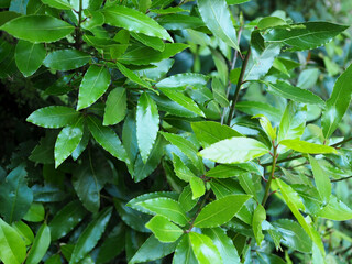 Hojas de laurel Fondo de color verde. Concepto de medio ambiente. Jardín