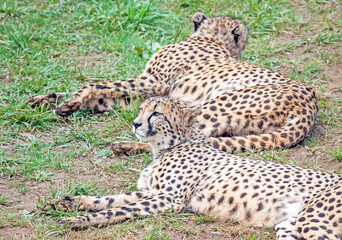 Cheetahs resting in the grass (Acinonyx jubatus).