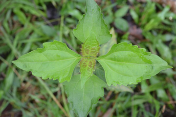 macro green leaf in garden 
