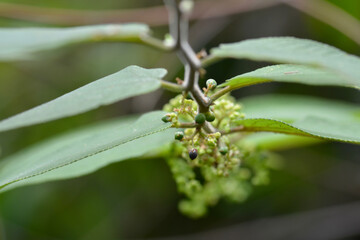 macro green leaf in garden 