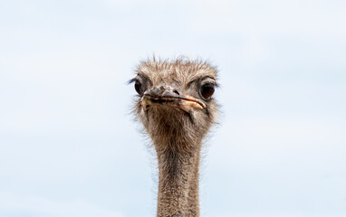 Close view of ostrich head (Struthio camelus).