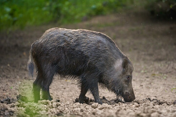 Large dominant boar in the forest