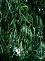 Leaf belonging to agonis flexuosa
falling in broad daylight