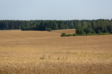 Fototapeta na wymiar ripened cereal fields in summer