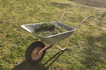 garden wheelbarrow with mown grass inside against the lawn