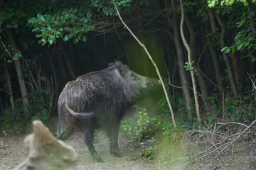 Large dominant boar in the forest